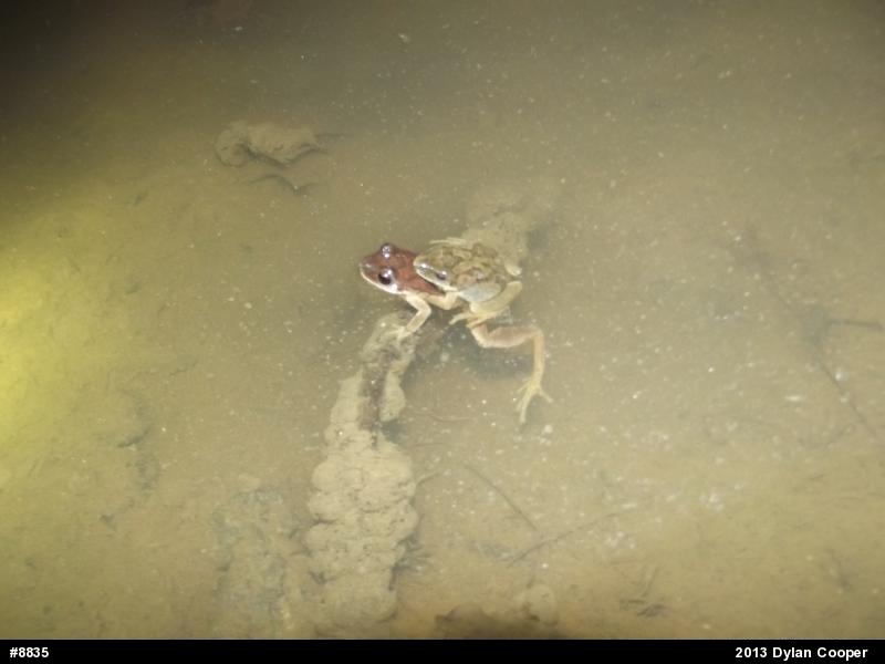 Mountain Chorus Frog