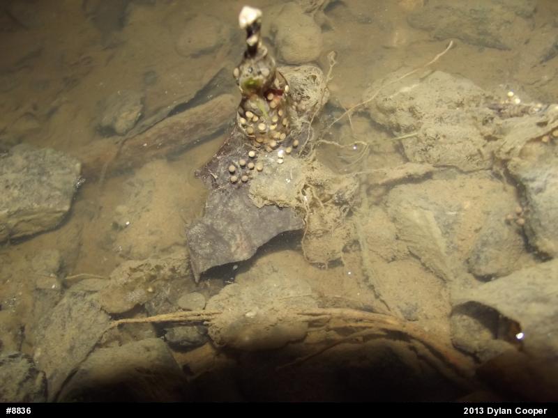 Mountain Chorus Frog
