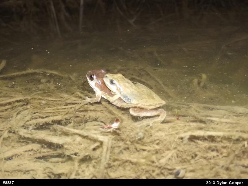 Mountain Chorus Frog