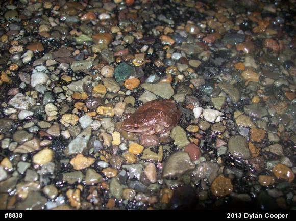 Spring Peeper