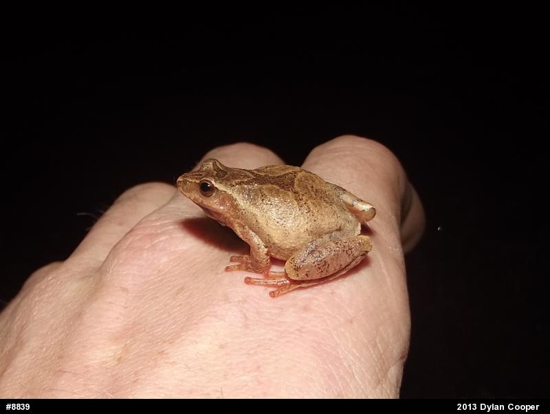 Spring Peeper