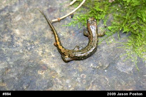 Northern Dusky Salamander