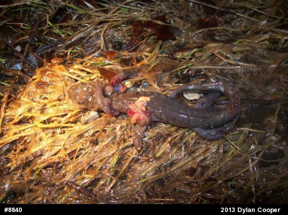 Jefferson Salamander