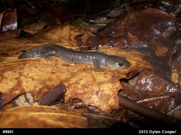 Jefferson Salamander