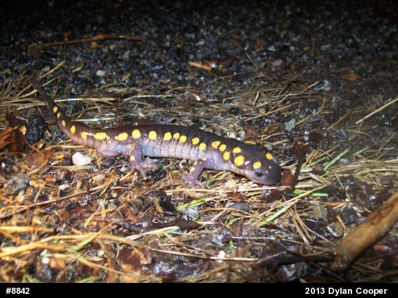 Spotted Salamander