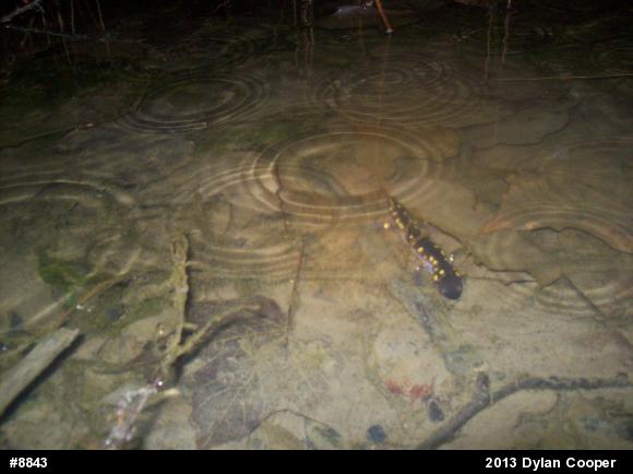Spotted Salamander