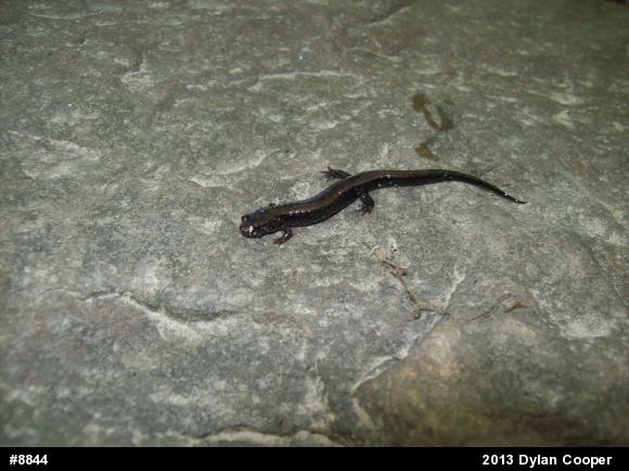 Allegheny Mountain Dusky Salamander