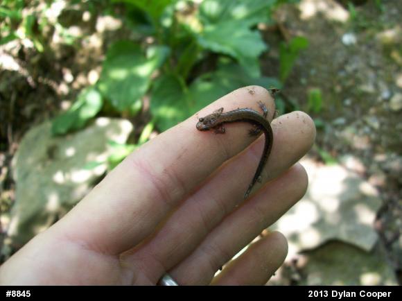 Allegheny Mountain Dusky Salamander