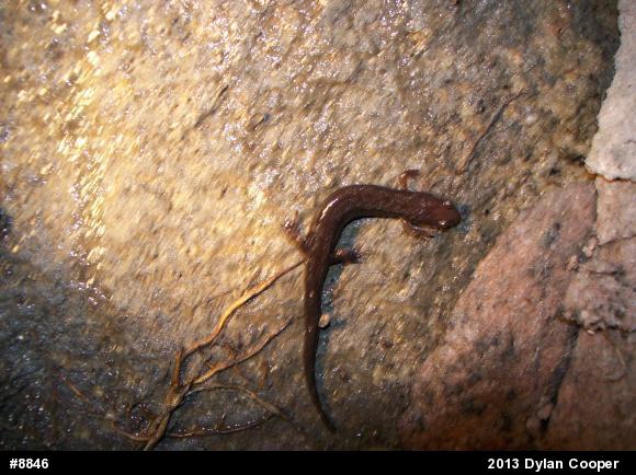 Allegheny Mountain Dusky Salamander