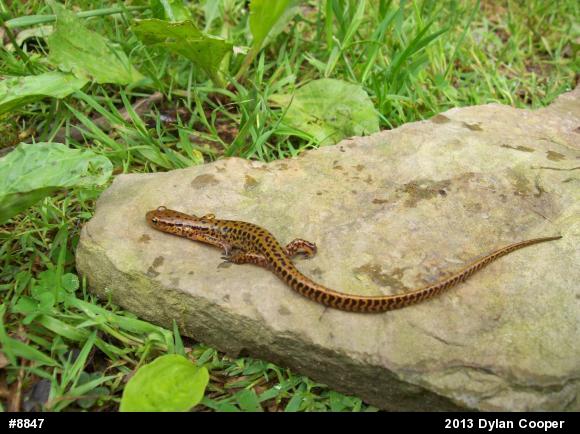 Eastern Long-tailed Salamander