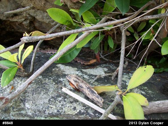 Northern Copperhead