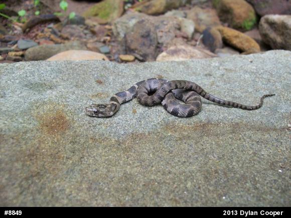 Northern Watersnake