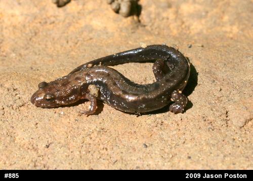 Allegheny Mountain Dusky Salamander