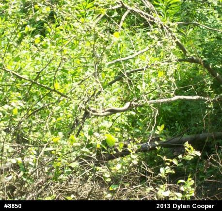 Northern Watersnake