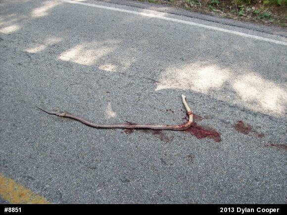 Eastern Ratsnake