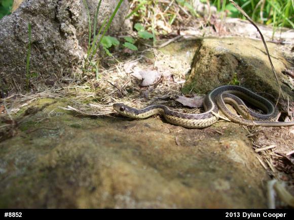 Eastern Gartersnake