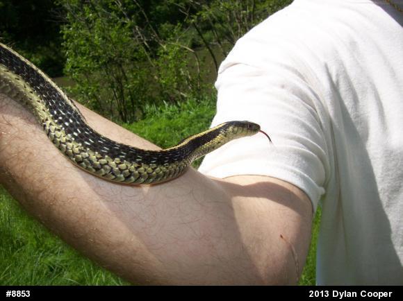 Eastern Gartersnake