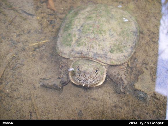 Snapping Turtle