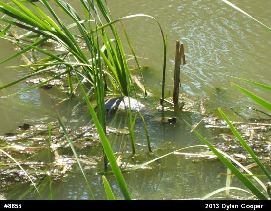 Snapping Turtle