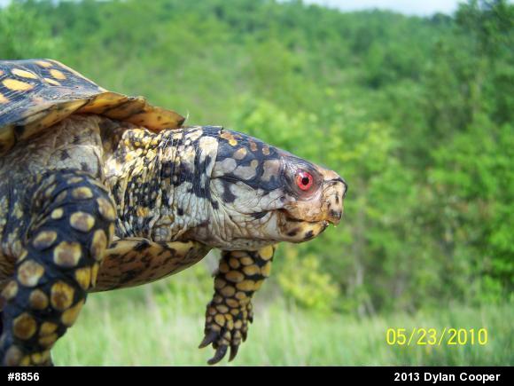 Eastern Box Turtle
