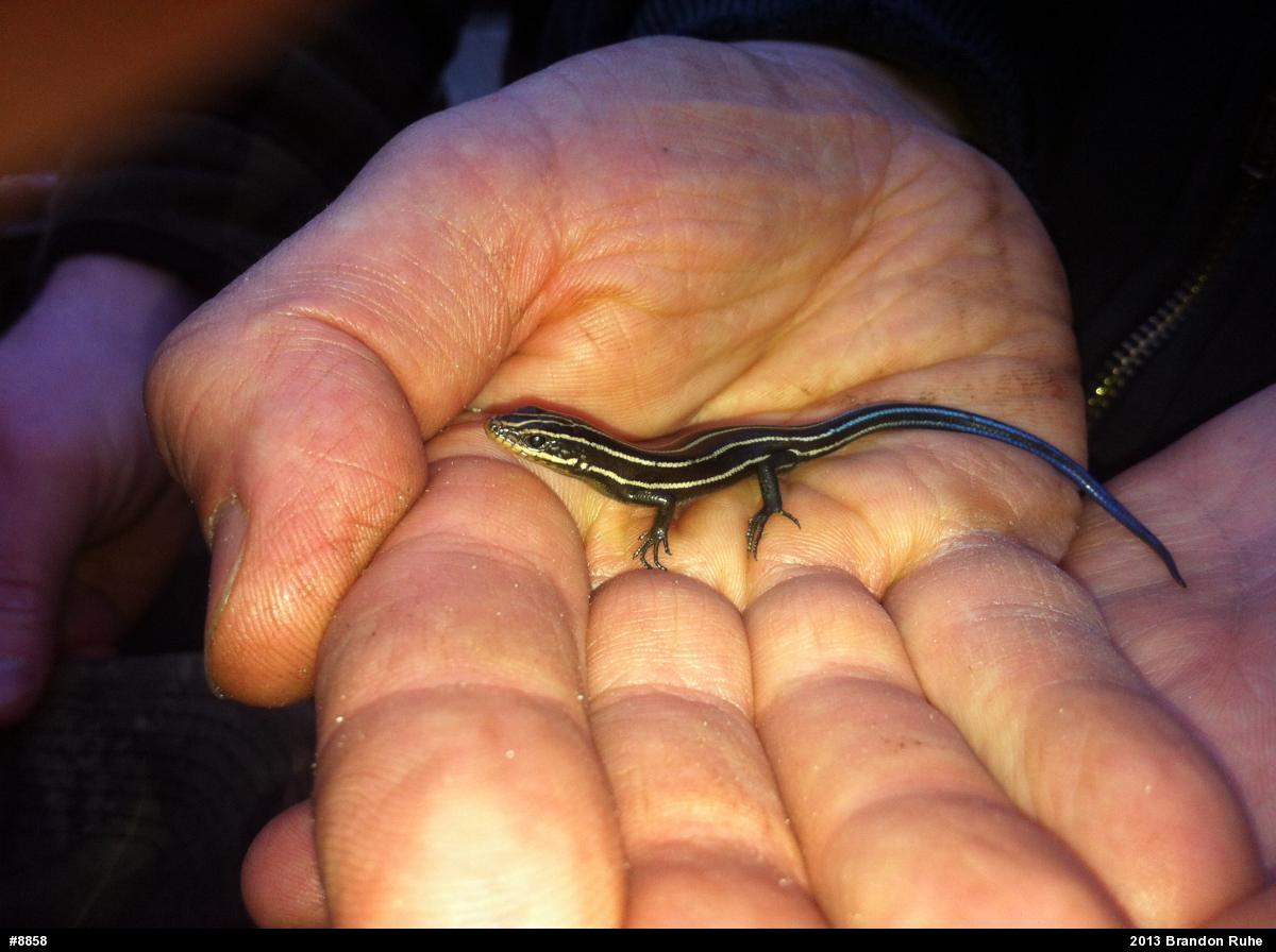 Common Five-lined Skink