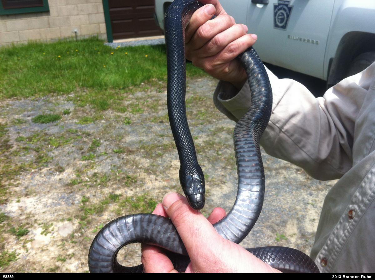 Eastern Ratsnake