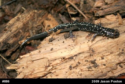 Northern Slimy Salamander