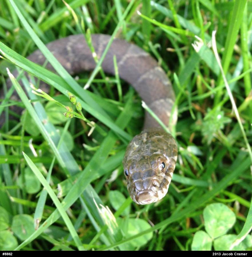 Northern Watersnake