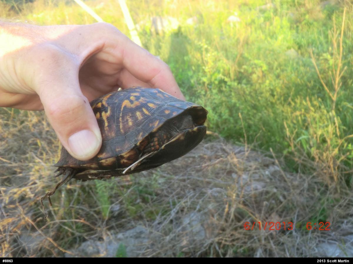 Eastern Box Turtle