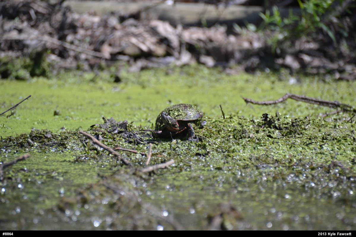 Midland Painted Turtle
