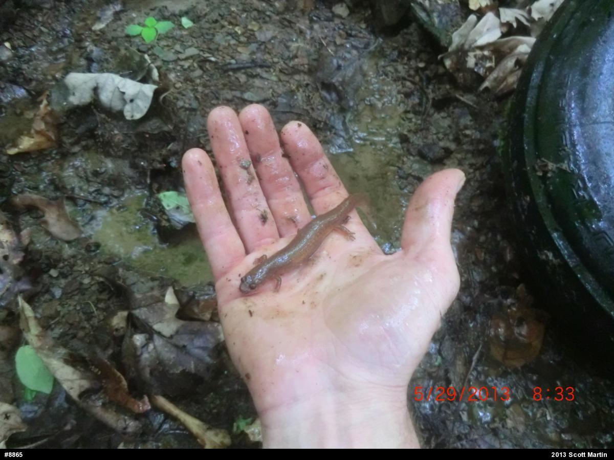 Northern Spring Salamander