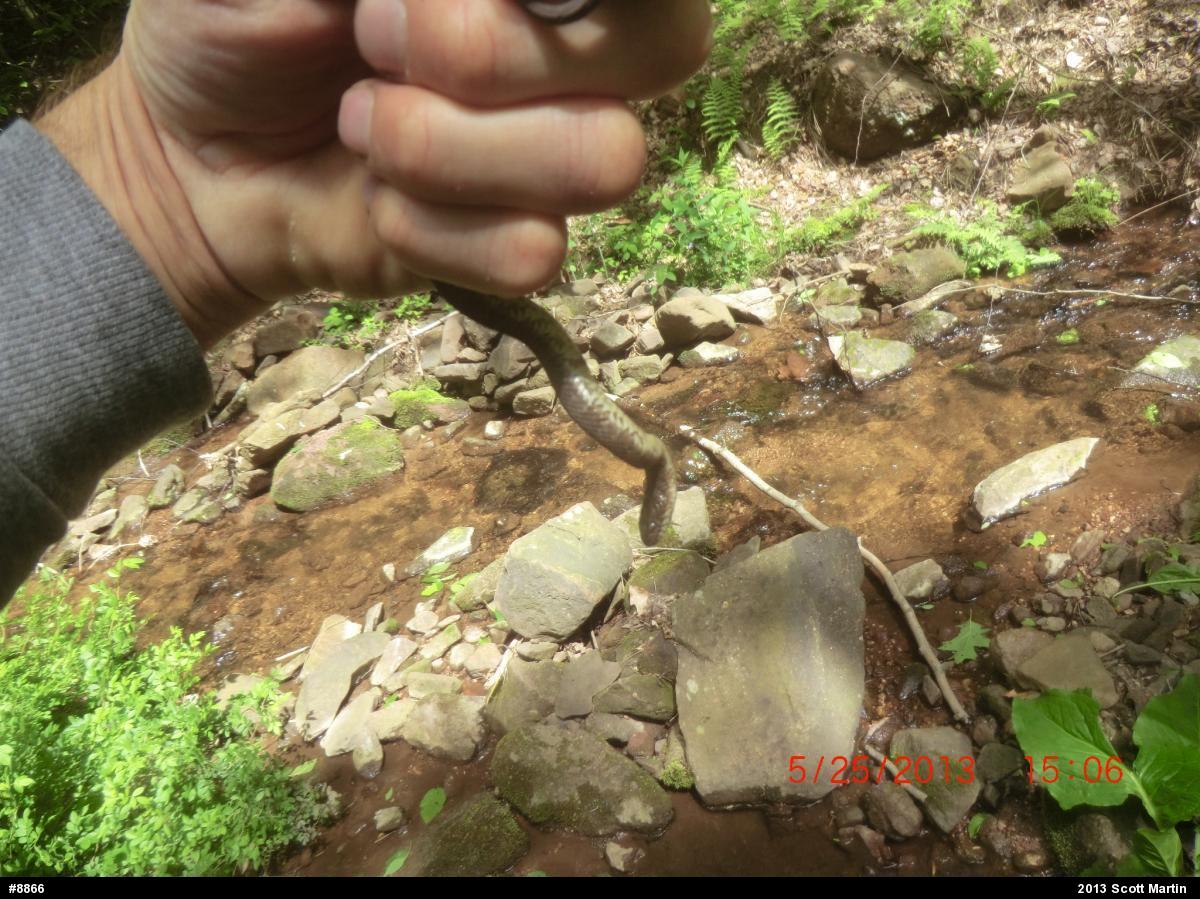 Northern Watersnake