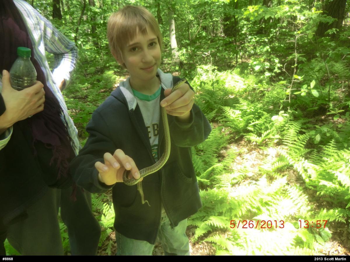 Eastern Gartersnake