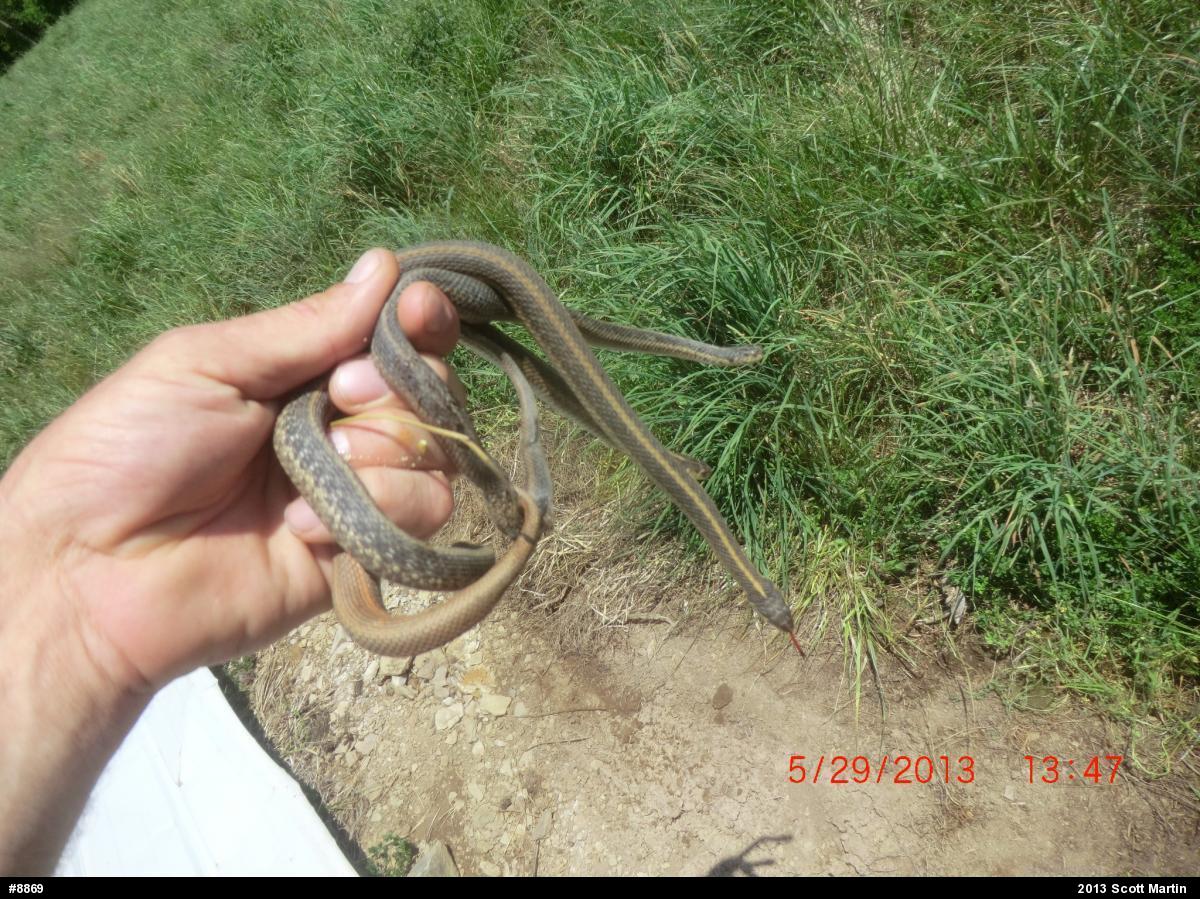 Eastern Gartersnake