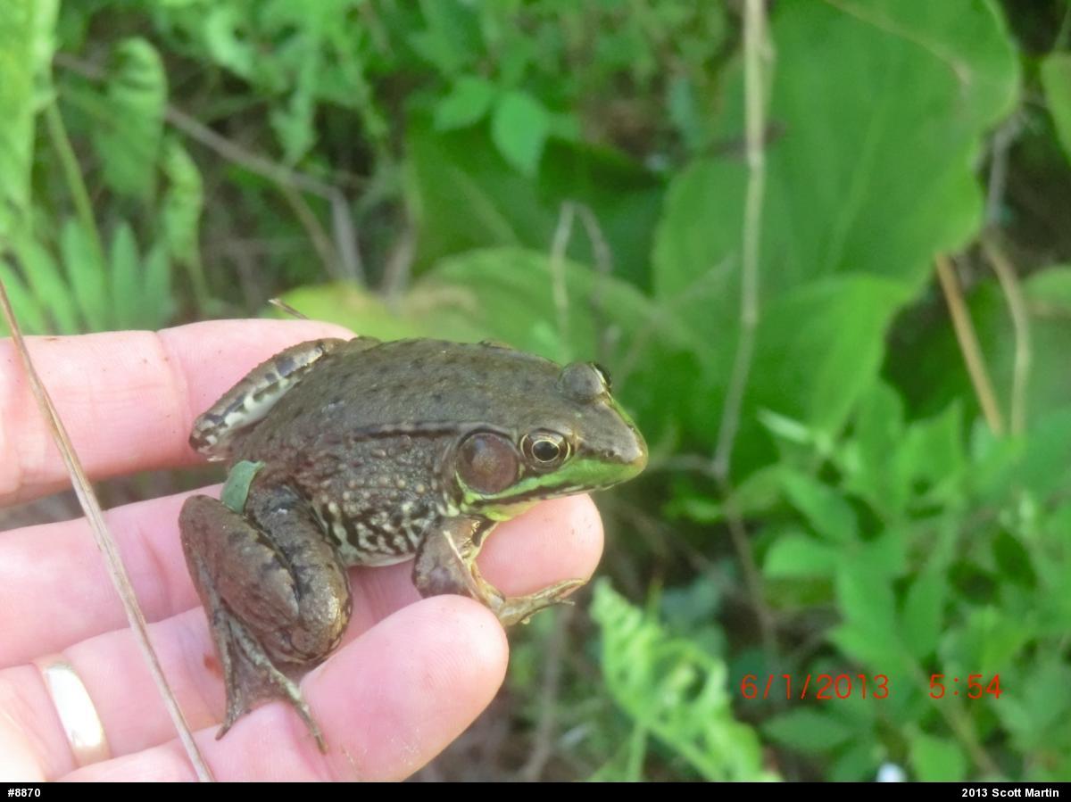 Green Frog