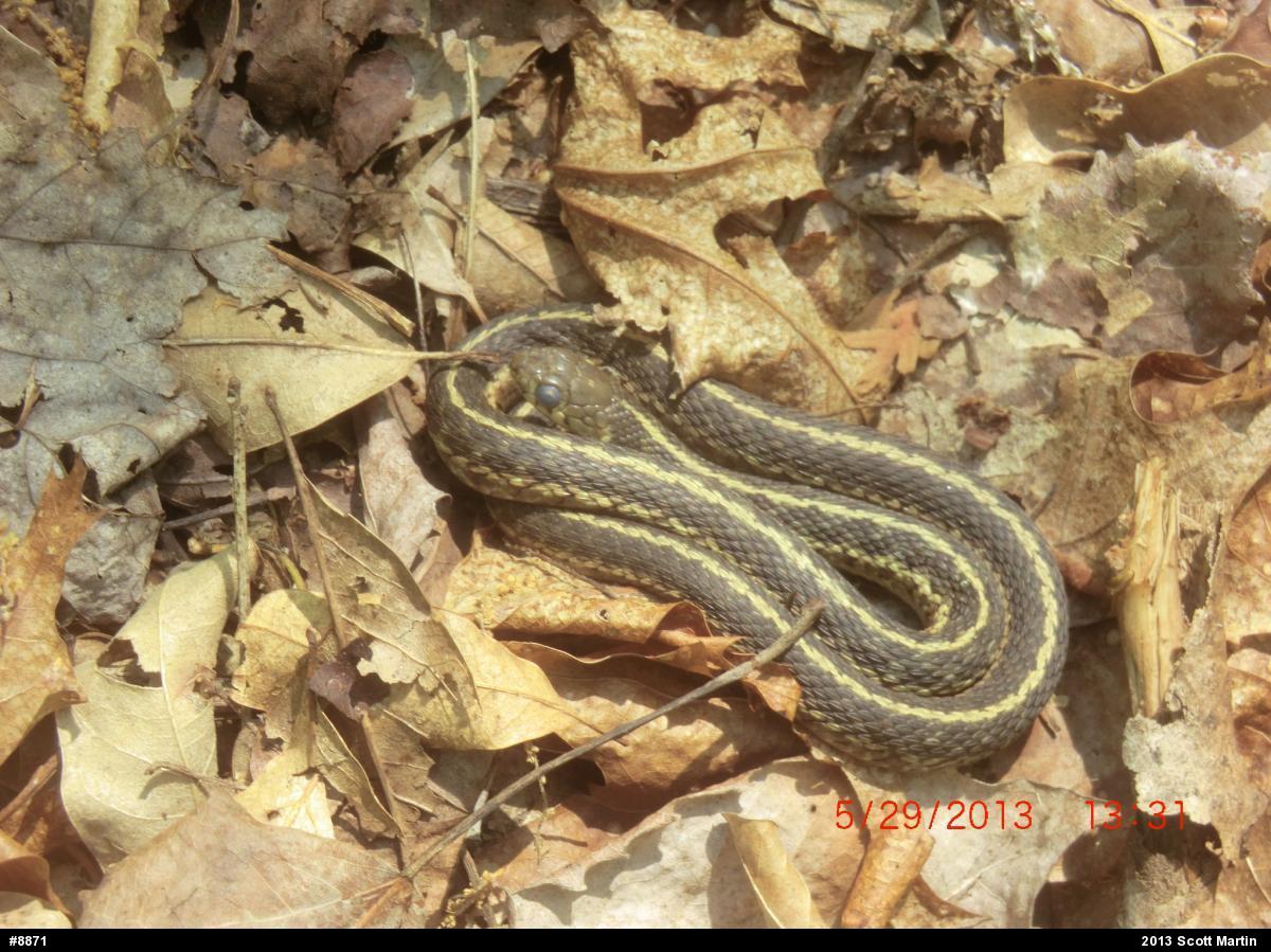 Eastern Gartersnake