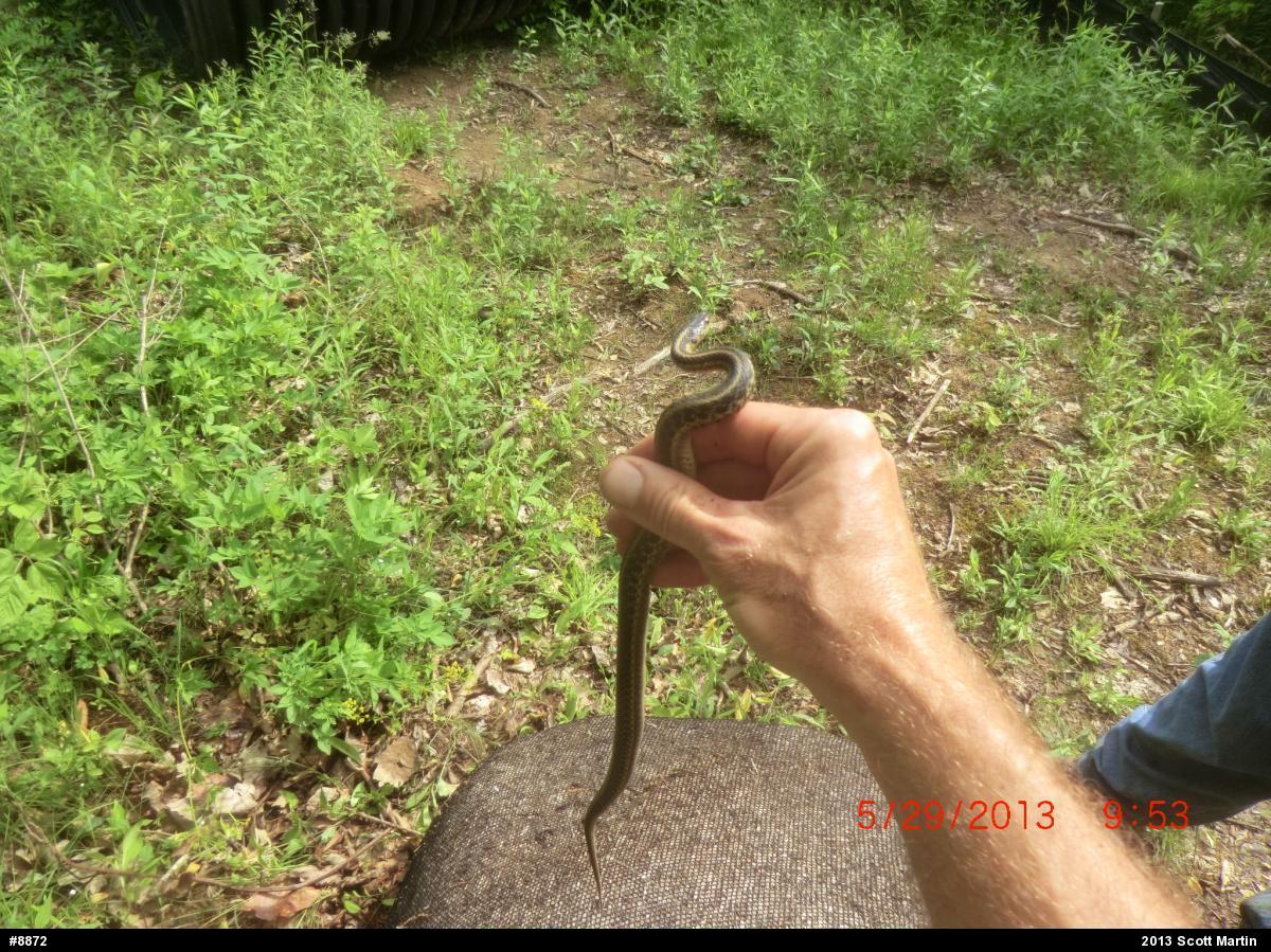 Eastern Gartersnake