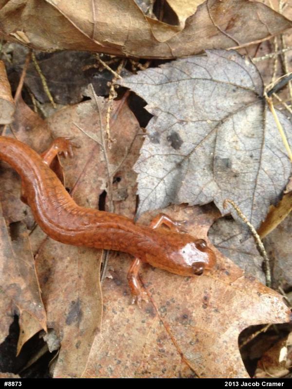 Northern Spring Salamander