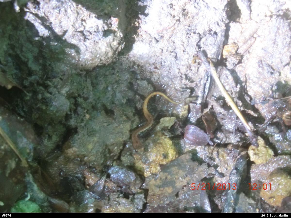 Allegheny Mountain Dusky Salamander