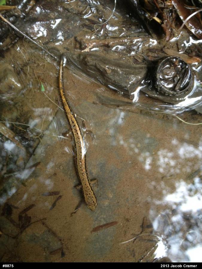 Northern Two-lined Salamander