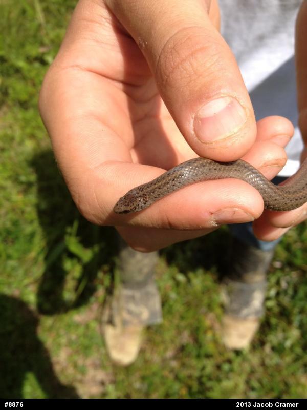 Mountain Earthsnake