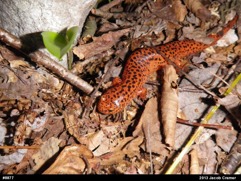 Northern Red Salamander