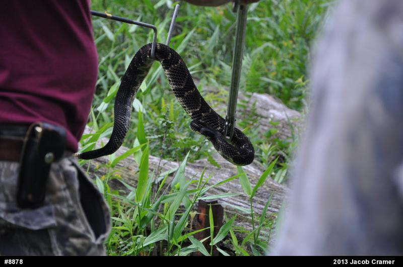 Timber Rattlesnake