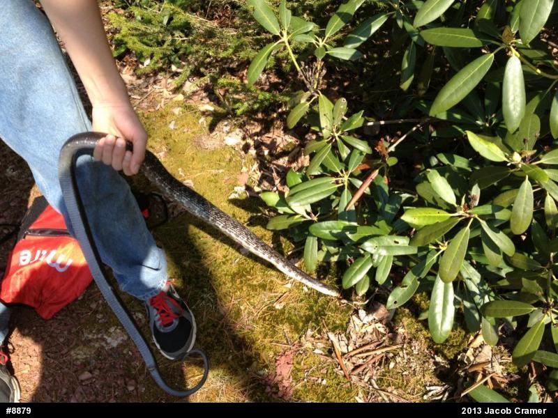 Eastern Ratsnake