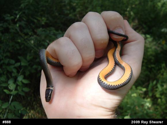 Northern Ring-necked Snake