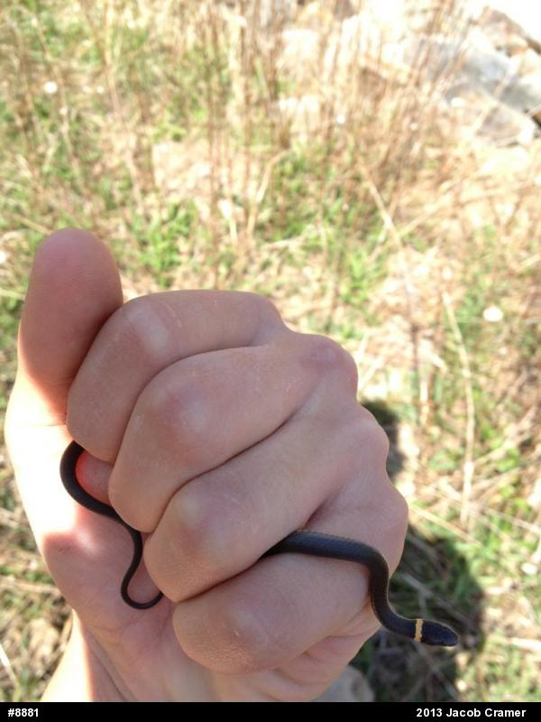 Northern Ring-necked Snake
