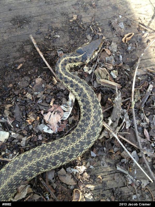 Eastern Gartersnake