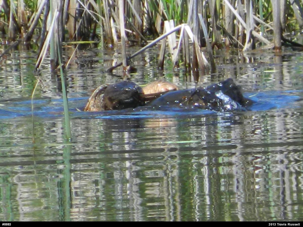 Snapping Turtle