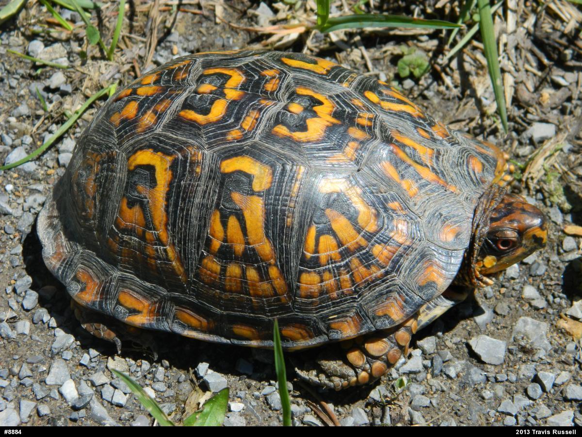 Eastern Box Turtle