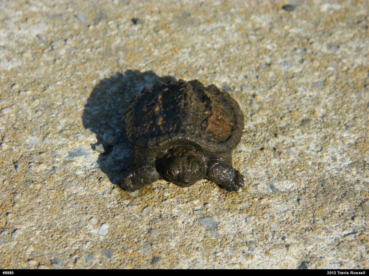 Snapping Turtle